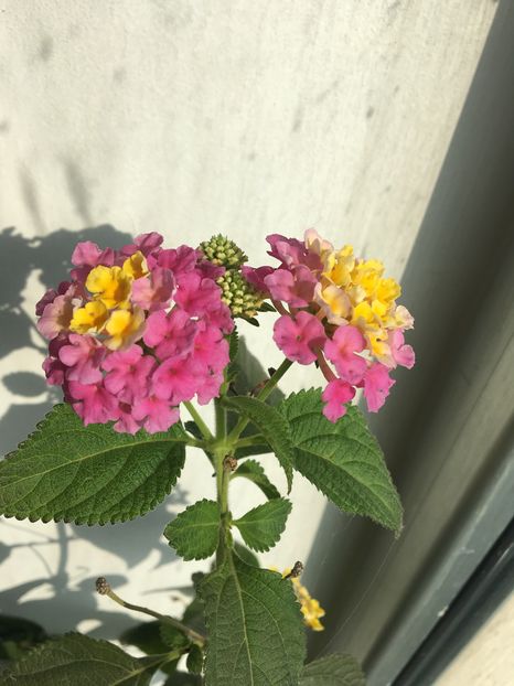 Lantana