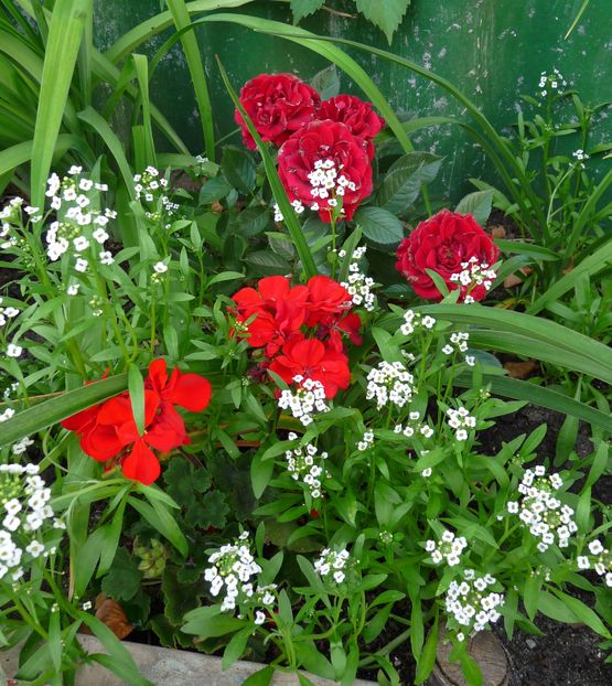 P1900772 - Muscate - Pelargonium