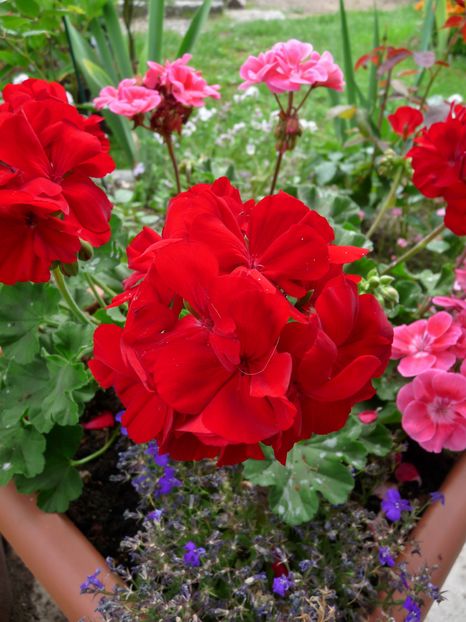 P1940406 - Muscate - Pelargonium