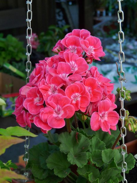 P1950133 - Muscate - Pelargonium