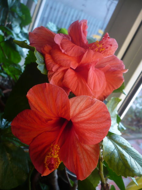 11.11.2016 - HIBISCUSI 2016-7