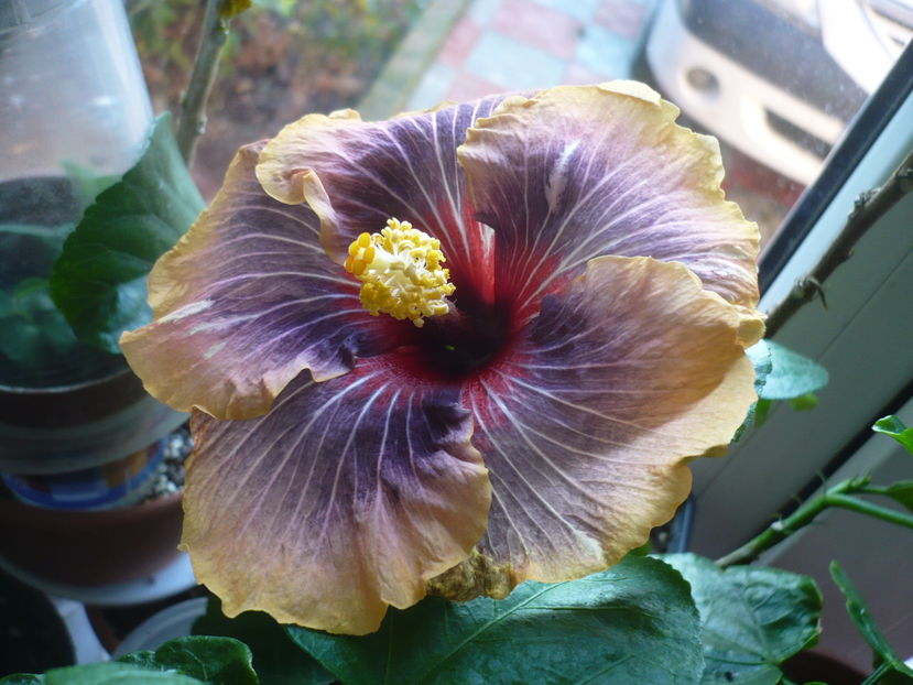 P1300677 - HIBISCUSI 2016-7