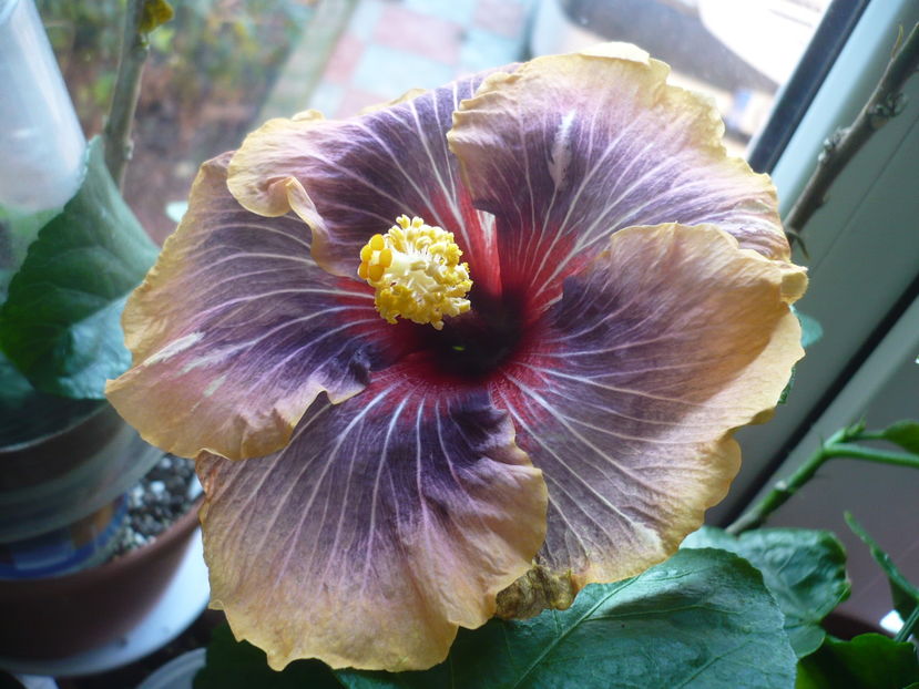 P1300679 - HIBISCUSI 2016-7