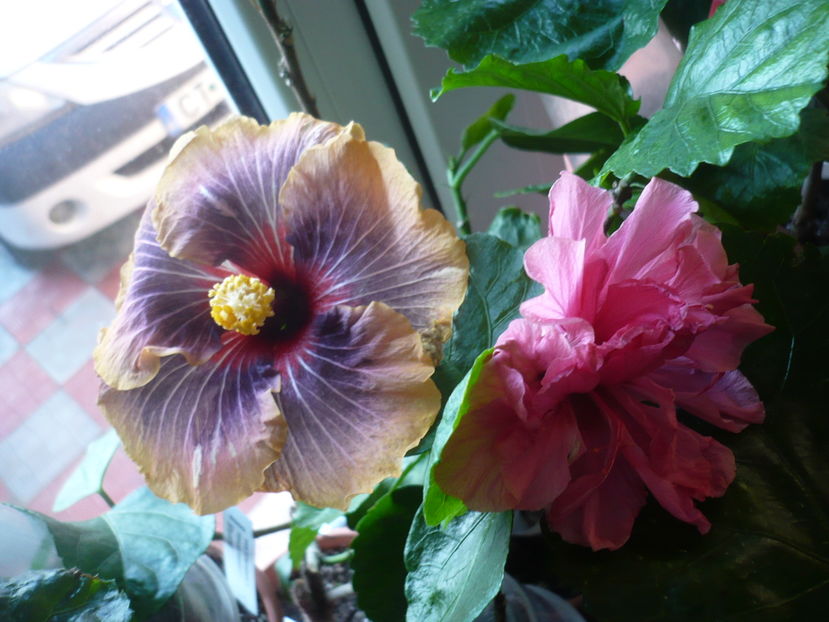 P1300681 - HIBISCUSI 2016-7