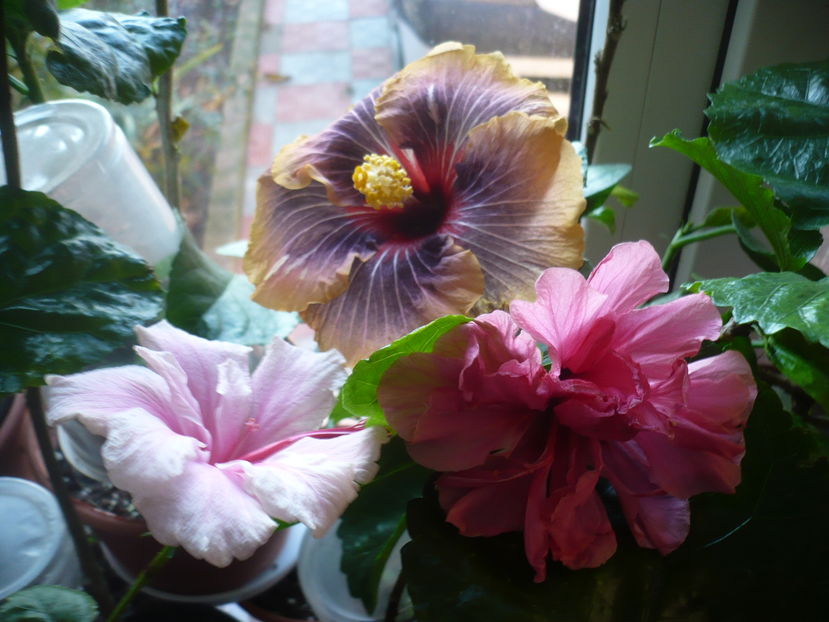 P1300683 - HIBISCUSI 2016-7