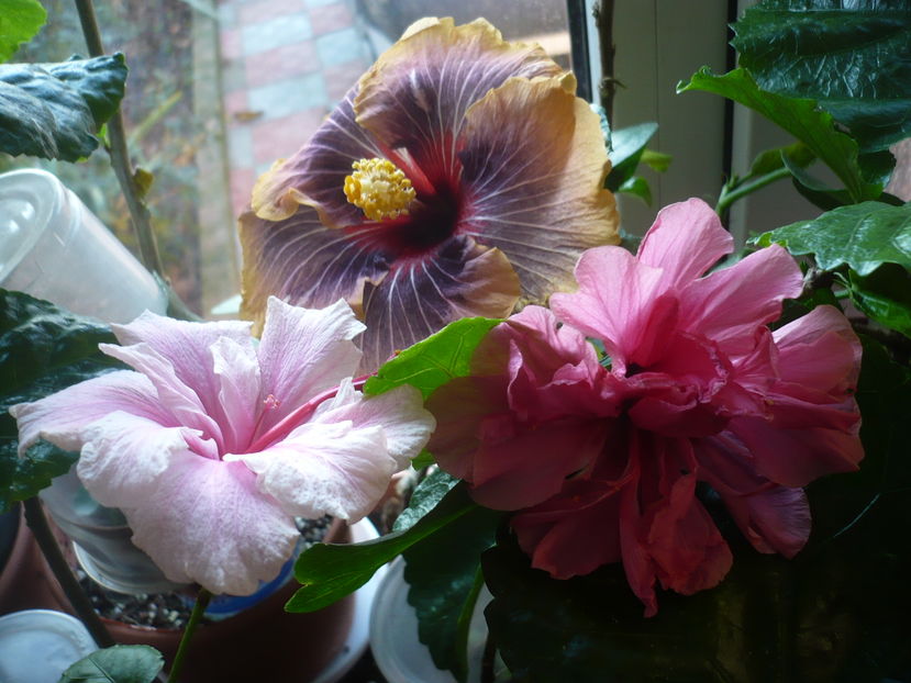 P1300684 - HIBISCUSI 2016-7