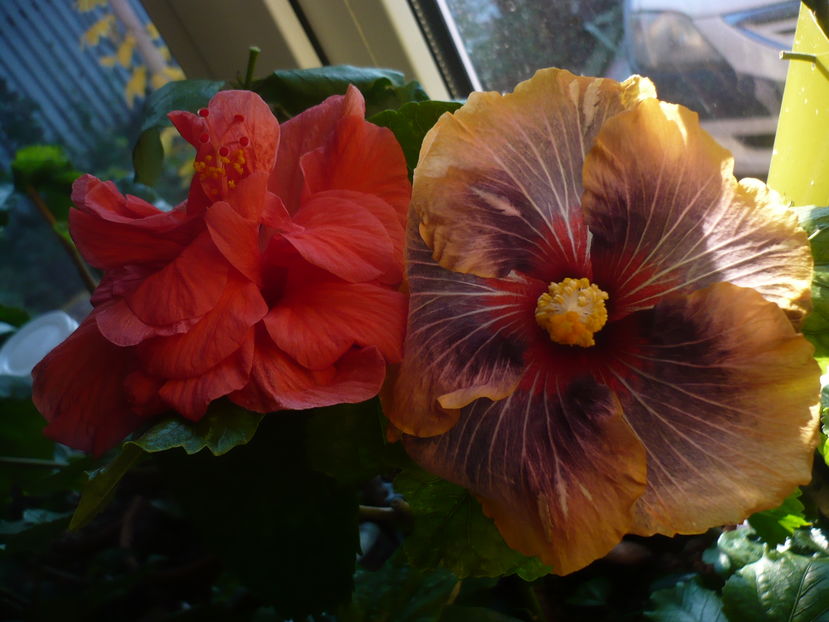 P1300694 - HIBISCUSI 2016-7