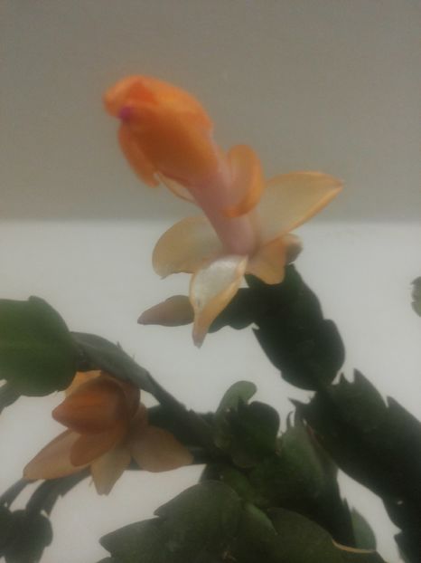 Schlumbergera