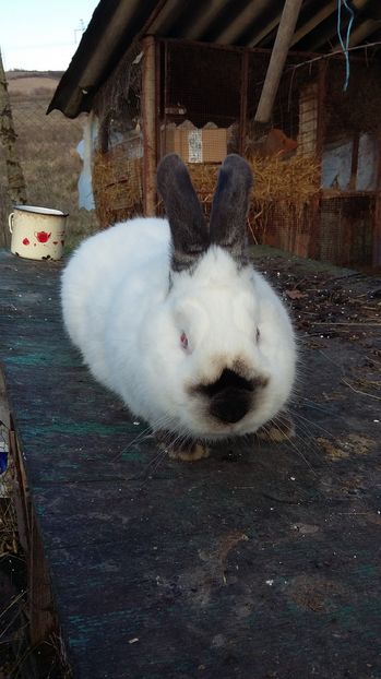  - Mascul californian ro 09 2016  campion national