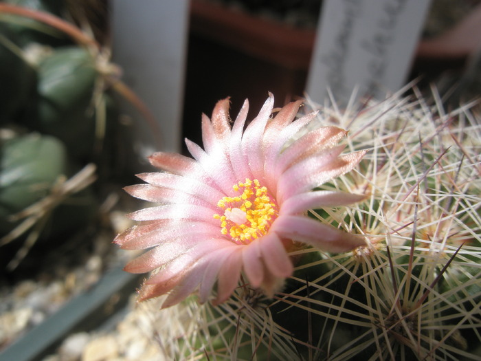 Coryphantha chichualensis