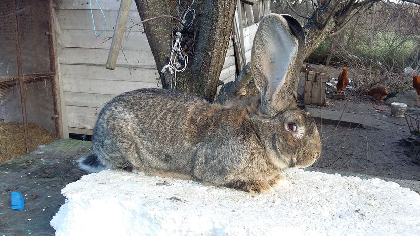 7.6 kg - Mascul ro 04 achizitie vaida 2016 martie