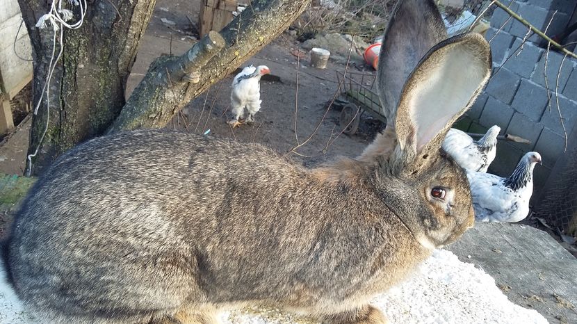 8.3kg; Se pregateste pt.nationala
