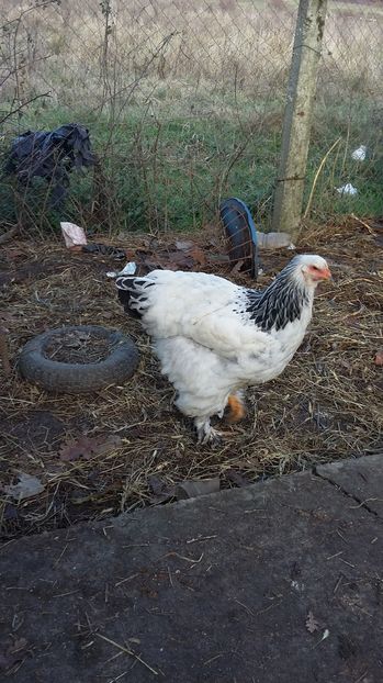  - Pui brahma herminat deschis 2016