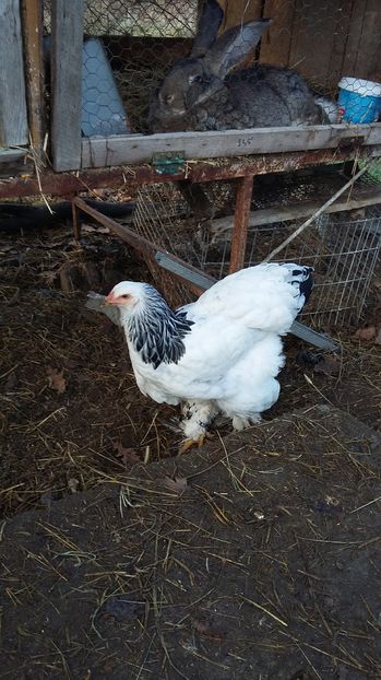  - Pui brahma herminat deschis 2016