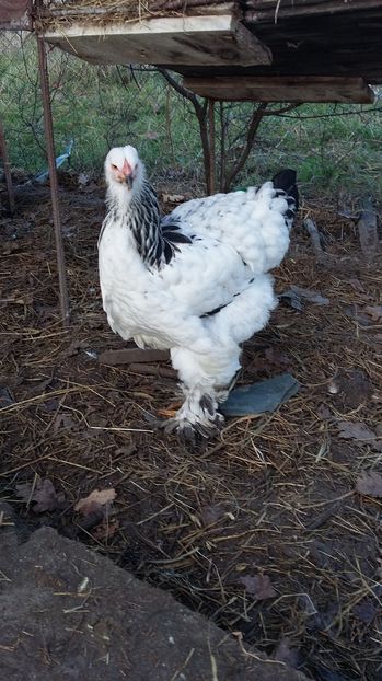  - Pui brahma herminat deschis 2016