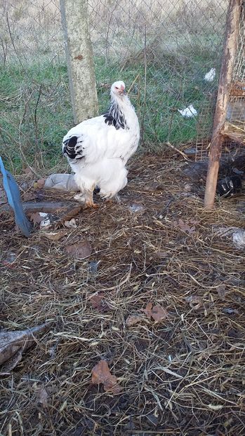  - Pui brahma herminat deschis 2016