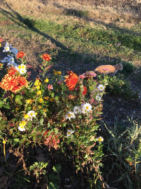 image - Crizanteme 2016