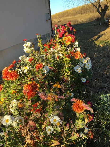 image - Crizanteme 2016