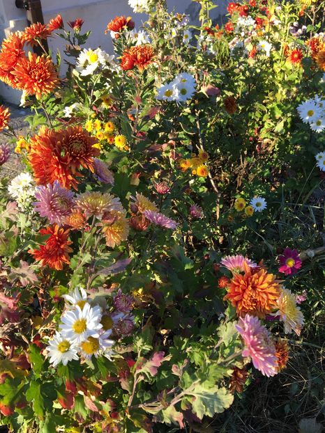 image - Crizanteme 2016