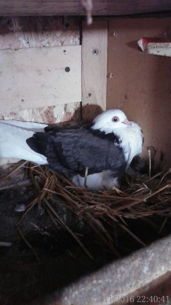  - Arhiva poze cu porumbei