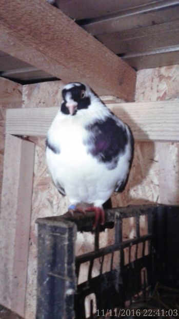  - Arhiva poze cu porumbei