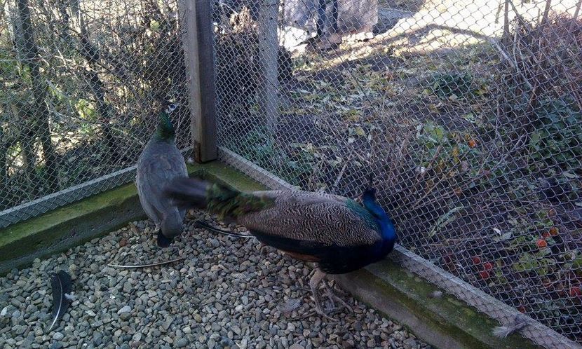 15032509_1186492224720023_1045169050_n