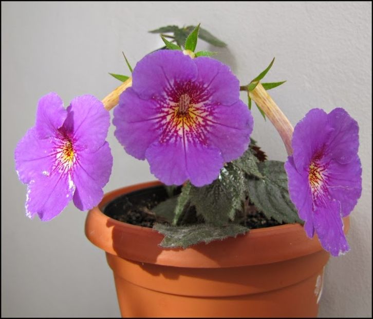 Rainbow Multicolor - Achimenes 2011