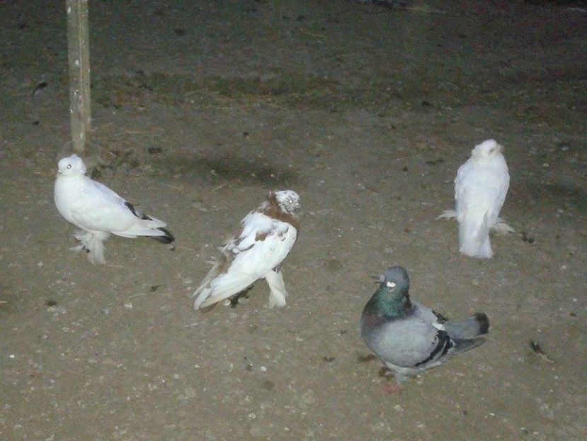 2 masculi & 1 femela