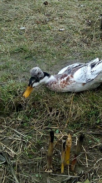 15033821_1625389354428558_1100852375_n