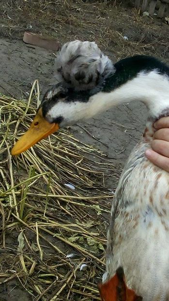 15049878_1625389374428556_378942147_n