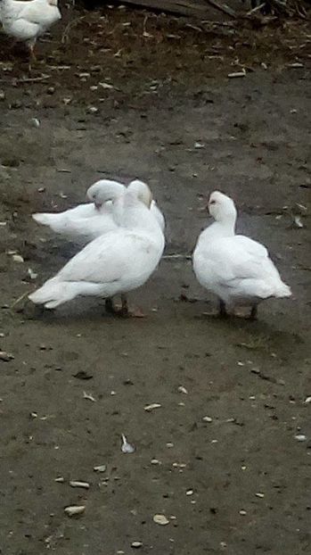 14996512_1625389514428542_1368312425_n