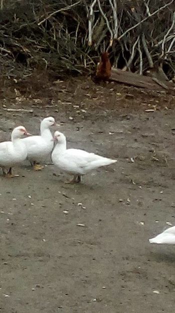 15046179_1625389567761870_499948224_n