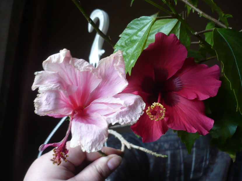 P1300704 - HIBISCUSI 2016-7