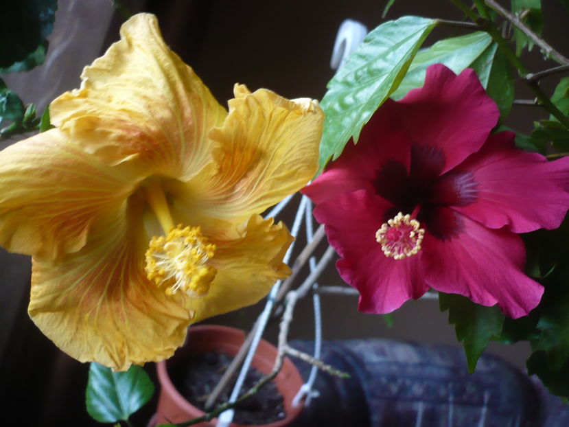 P1300707 - HIBISCUSI 2016-7