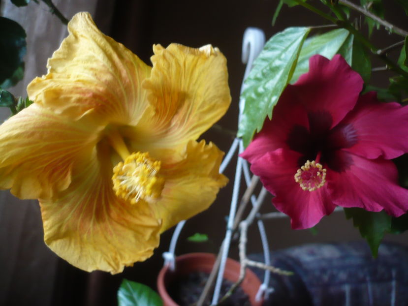 P1300708 - HIBISCUSI 2016-7