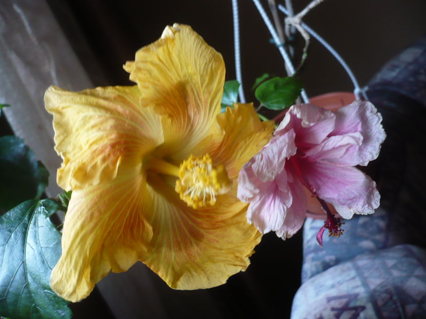 P1300710 - HIBISCUSI 2016-7