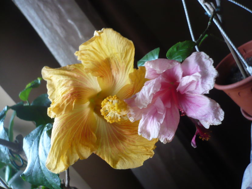 P1300711 - HIBISCUSI 2016-7