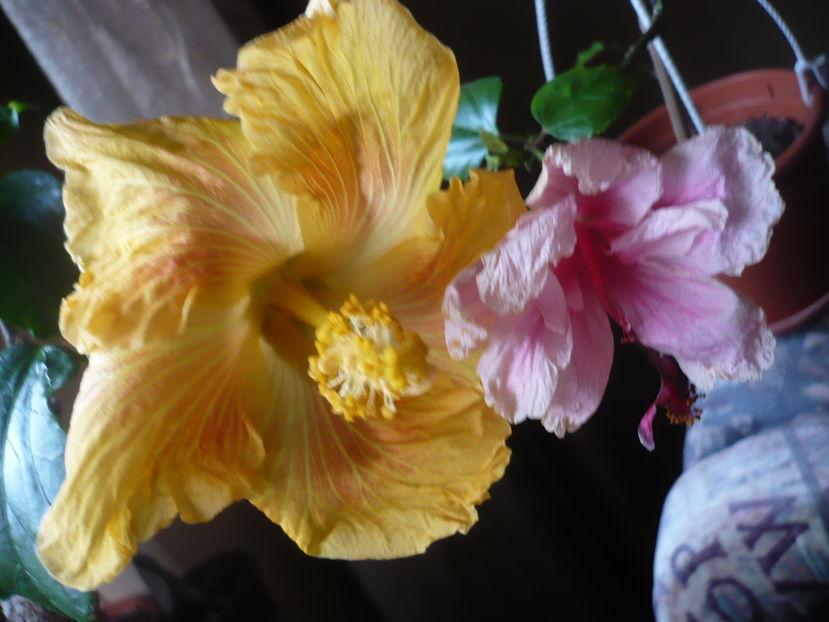 P1300712 - HIBISCUSI 2016-7