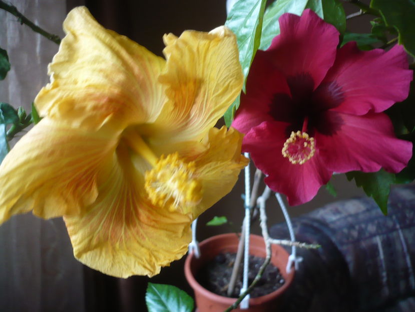 P1300713 - HIBISCUSI 2016-7