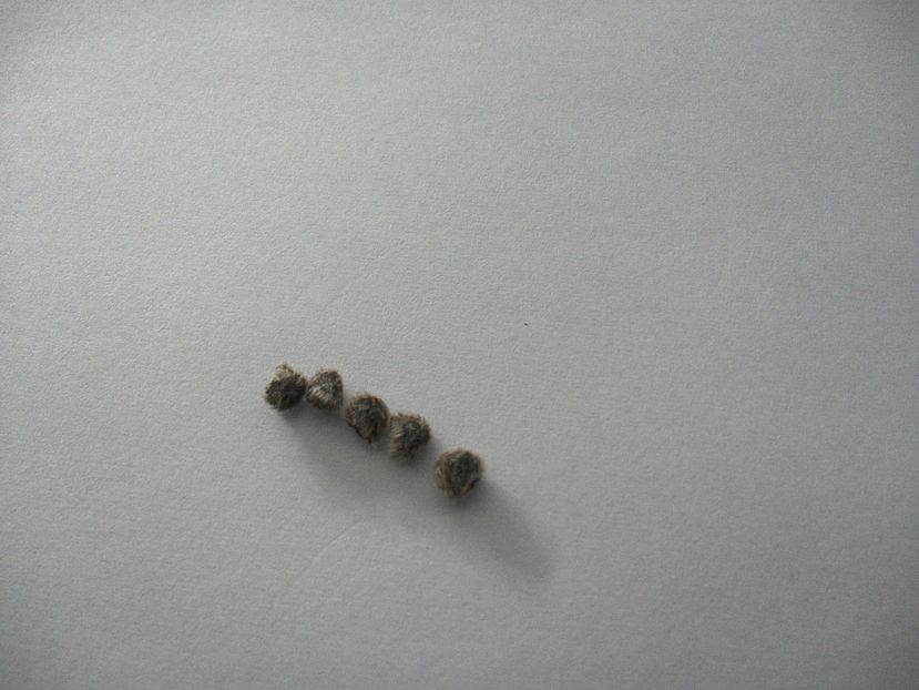 5,6 - hibiscus din seminte