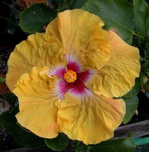 Tah.Mustard Passion5 - hibiscus din seminte
