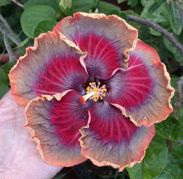 Tah.Purple Passion6 - hibiscus din seminte