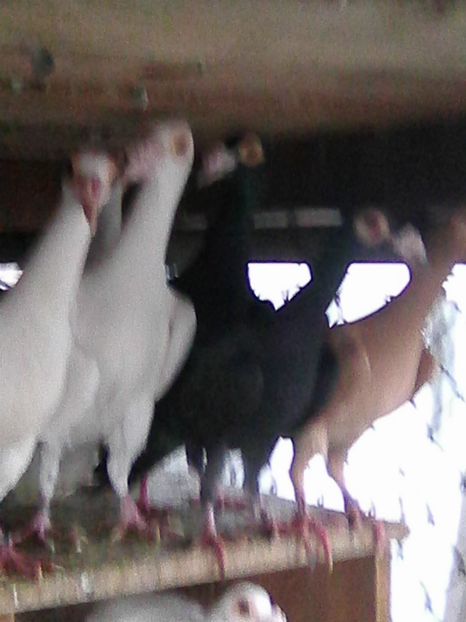 Photo0069 - carieri de vanzare ianuarie 2017