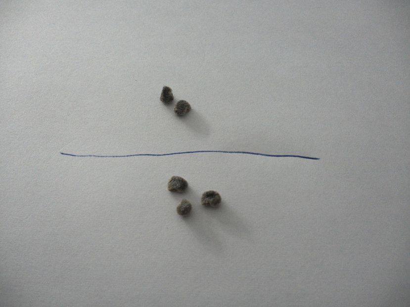 7,8/9,10 - hibiscus din seminte