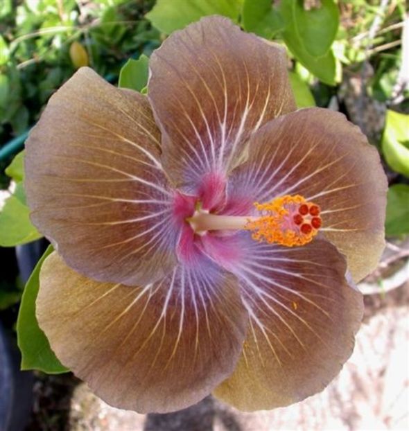 Moorea Cooper Star7 - hibiscus din seminte