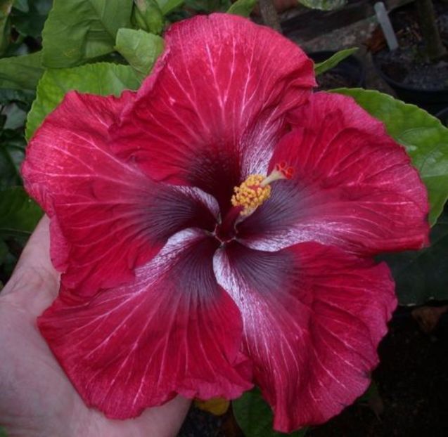 Tah.Dark Dragon8 - hibiscus din seminte