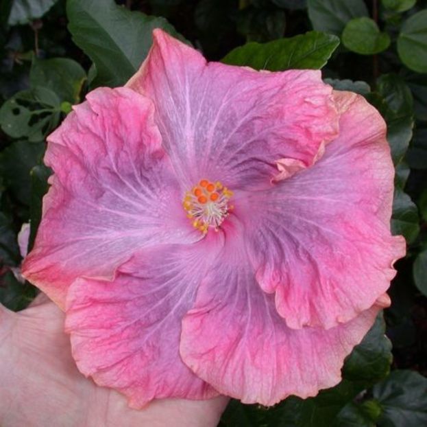 Tah.Sweet Memories9 - hibiscus din seminte