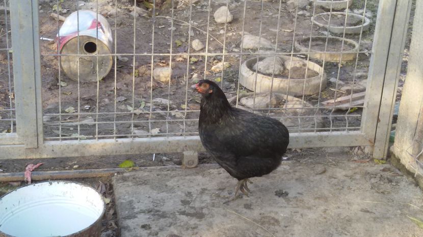  - Gaini araucana de vanzare