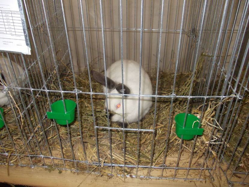 kepek kiallitas 058 - Expozitie Bistrita 2016