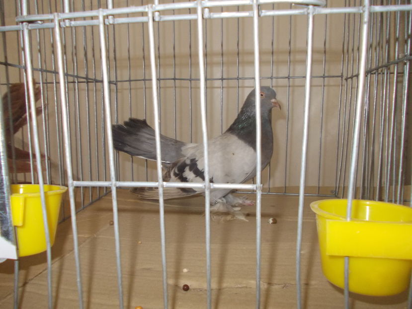 kepek kiallitas 016 - Expozitie Bistrita 2016